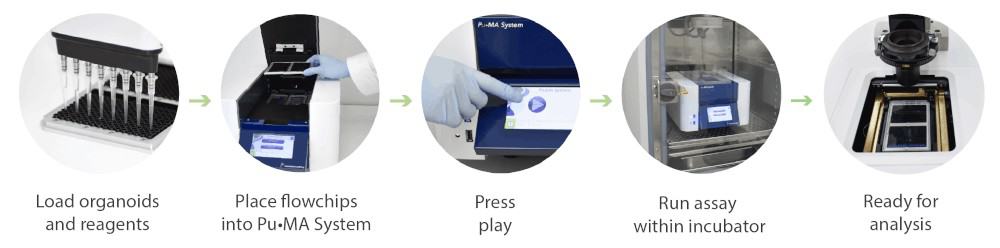 Assay Workflow