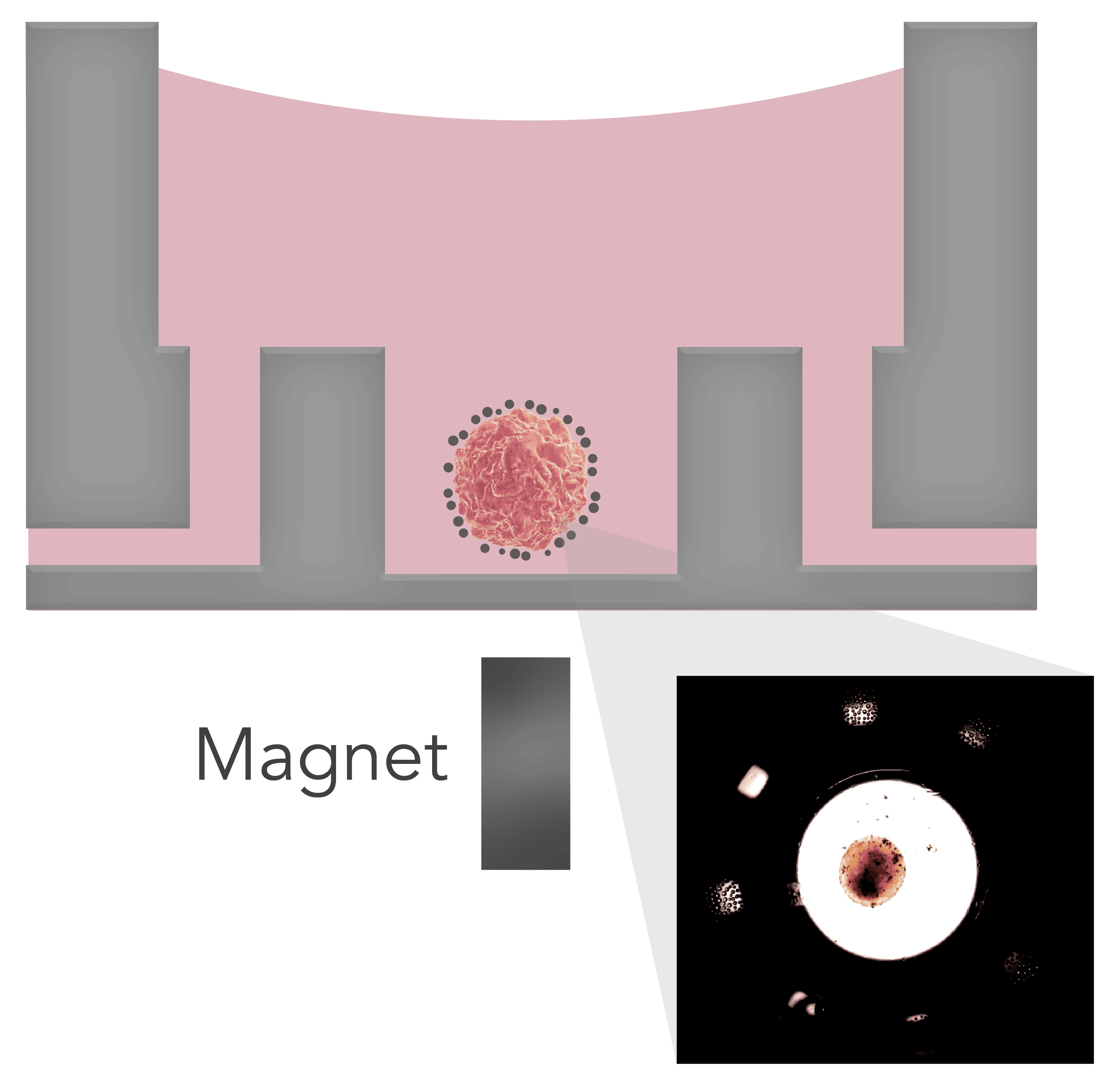 Schematic of a positioned spheroid