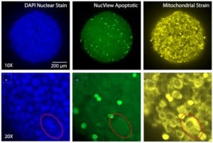 HeLa Spheroids stained for apoptotic and mitochondrial markers and imaged at 10X and 20X