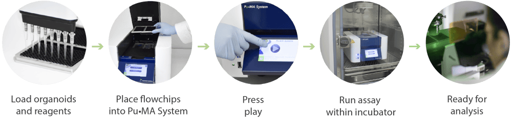 Assay Workflow