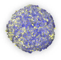 HeLa Spheroid stained for mitochondrial marker and Hoechst (imaged at 10X)