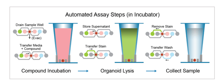 single spheroid metabolomics