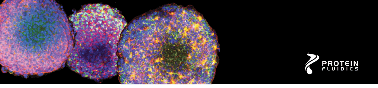 automated IF staining of spheroids and organoids