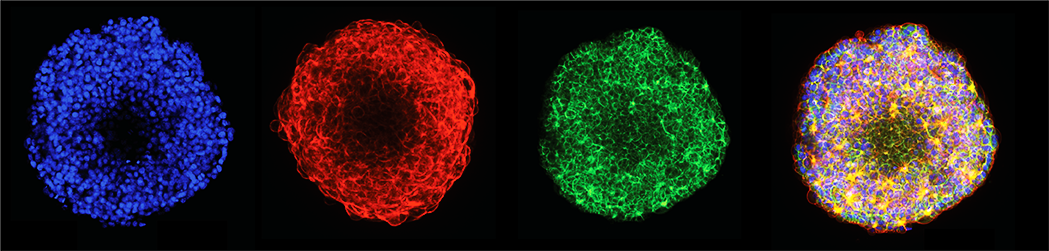 automated IF staining of spheroids and organoids