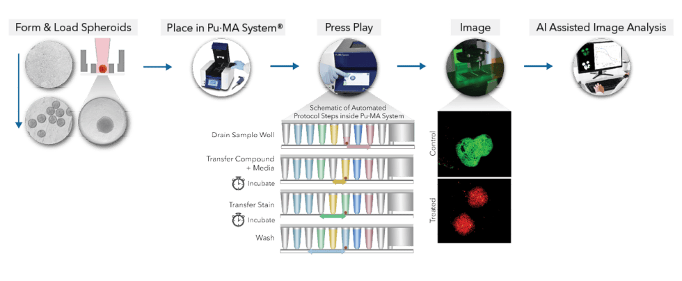 Ai Assisted Analysis Of 3d Cell Models Using Widefield Microscopy 